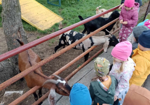 Dzieci karmią kozy marchewkami.