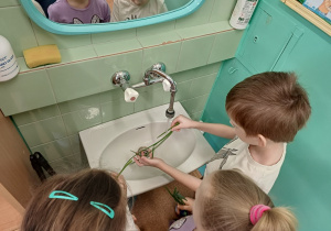 Dzieci myją szczypiorek