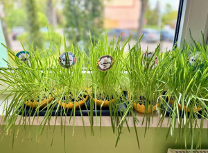 Ogródek na oknie - piękny i zielony