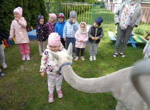 Alpaki w naszym przedszkolu