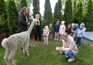 Alpaki w przedszkolu