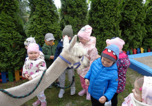 Alpaki w przedszkolu