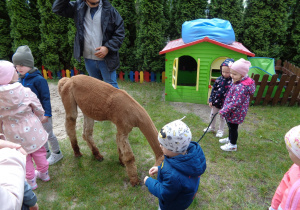 Alpaki w przedszkolu