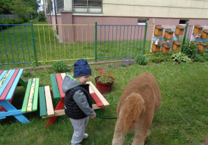 Alpaki w przedszkolu