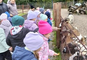 Dzieci karmią zwierzęta