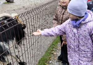 Dzieci karmią zwierzęta