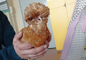 Miły gość ze schroniska