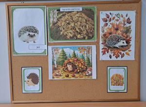 Poznajemy jesienne zwyczaje jeża!