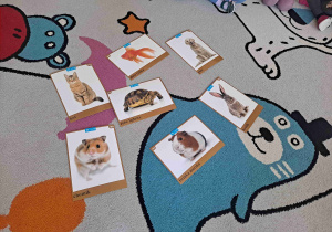 zdjęcia zwierząt domowych na dywanie