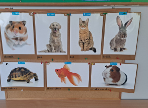 Nasze zwierzątka domowe