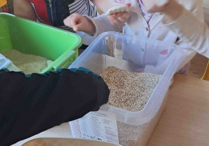 Dzieci wyszukują kości dinozaurów w kaszy, ryżu