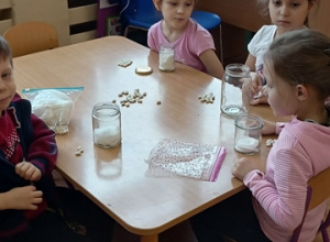 Zakładamy hodowlę fasoli