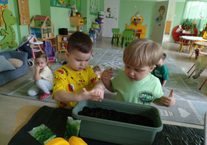 Chłopcy sieją nasiona