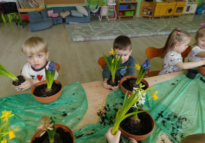 Dzieci sadzą żonkile