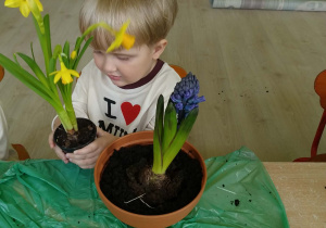 Chłopiec sadzi żonkile