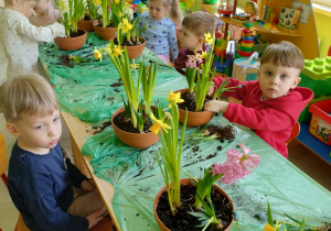Dzieci sadzą kwiatki wiosenne