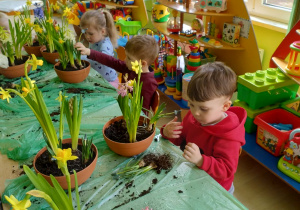 Dzieci sadzą kwiatki wiosenne