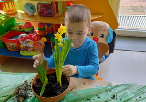 Chłopiec sadzi żonkile