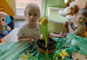 Dziewczynka sadzi żonkile