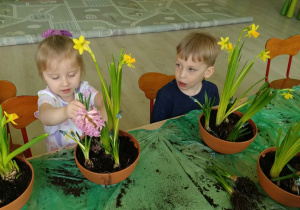 Dzieci sadzą kwiatki wiosenne