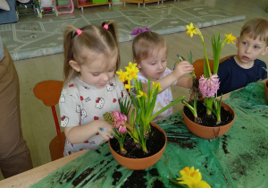 Dzieci sadzą kwiatki wiosenne