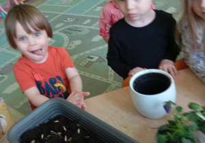 Chłopcy sieją owies