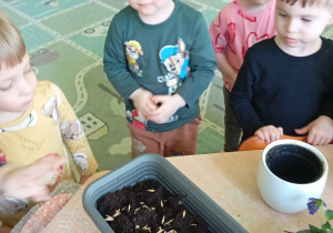 Chłopcy i dziewczynki sieją ziarna owsa