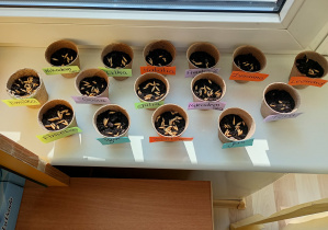 Wystawa naszych doniczek z owsem na parapecie w sali.