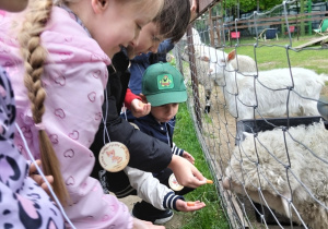Dzieci karmią zwierzątka