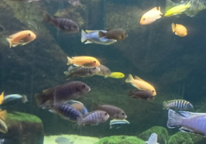 Wycieczka w zoo