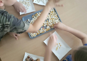 Dzieci segregują ziarna kukurydzy, fasolę, pestki dyni oraz orzechy na papierowe tacki podczas zajęć sensorycznych.