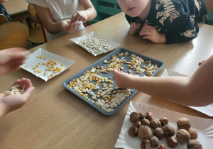 Przedszkolaki wybierają ziarna ze wspólnej tacy i układają je według rodzaju na papierowych tackach.