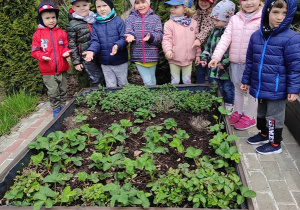 Przedszkolaki oglądają rośliny.